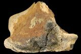 Fossil Dinosaur (Triceratops) Skull Section - North Dakota #134316-1